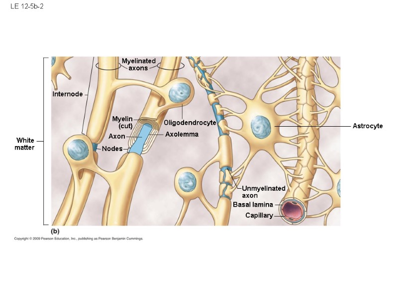 LE 12-5b-2 Astrocyte Unmyelinated axon Basal lamina Capillary Oligodendrocyte Axolemma Nodes Myelinated axons 